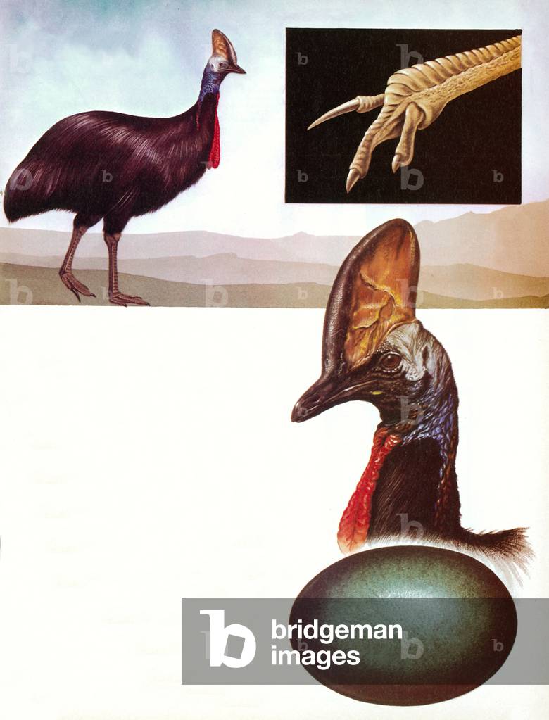 The Cassowary (colour litho)