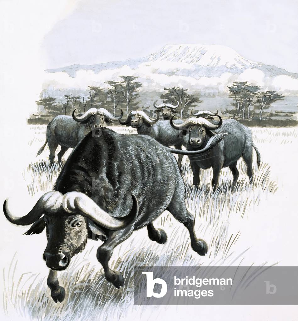 Immagine di Dipinto "Regno della Natura: Stare alla larga dal bufalo!", 20th Secolo di English School