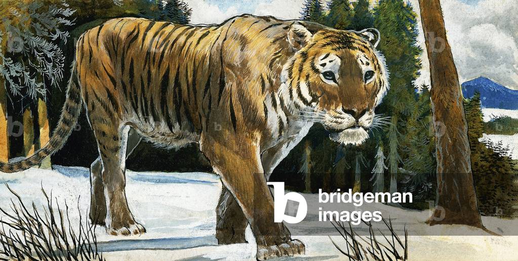 Immagine di Dipinto "Tigre", 20th Secolo di Arthur Oxenham