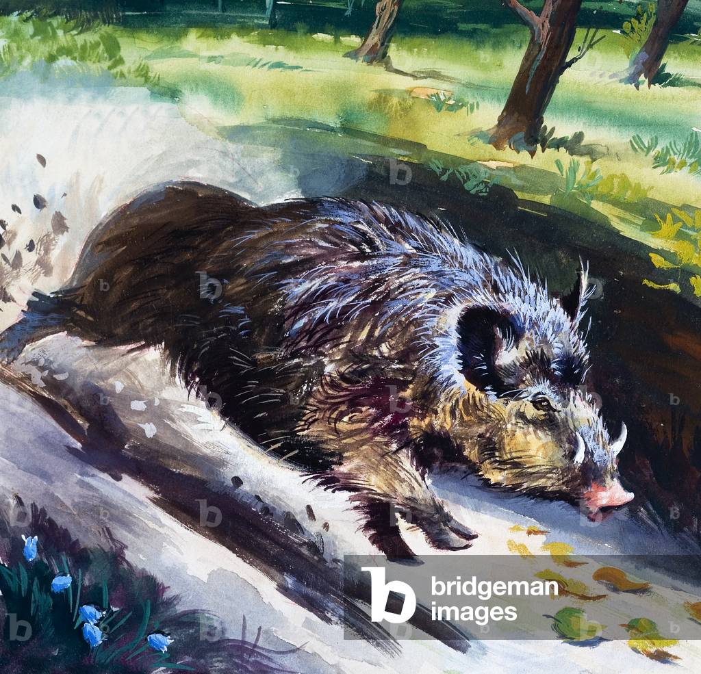 Wild Boar (gouache on paper)