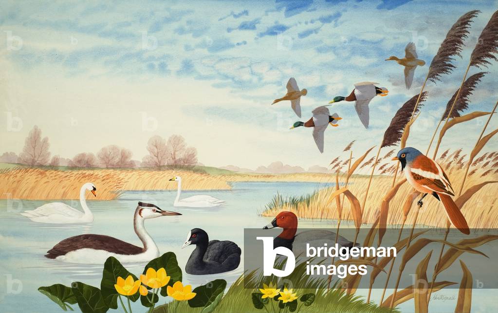 ' John Rignall (20th Century)' images and/or videos results