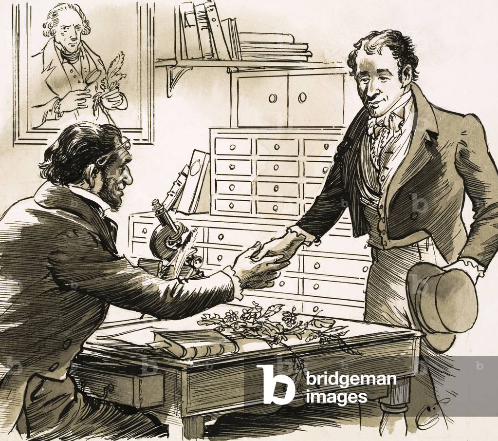 Naturalist David Douglas got his chance when he was chosen by the Horticultural Society (gouache on paper)