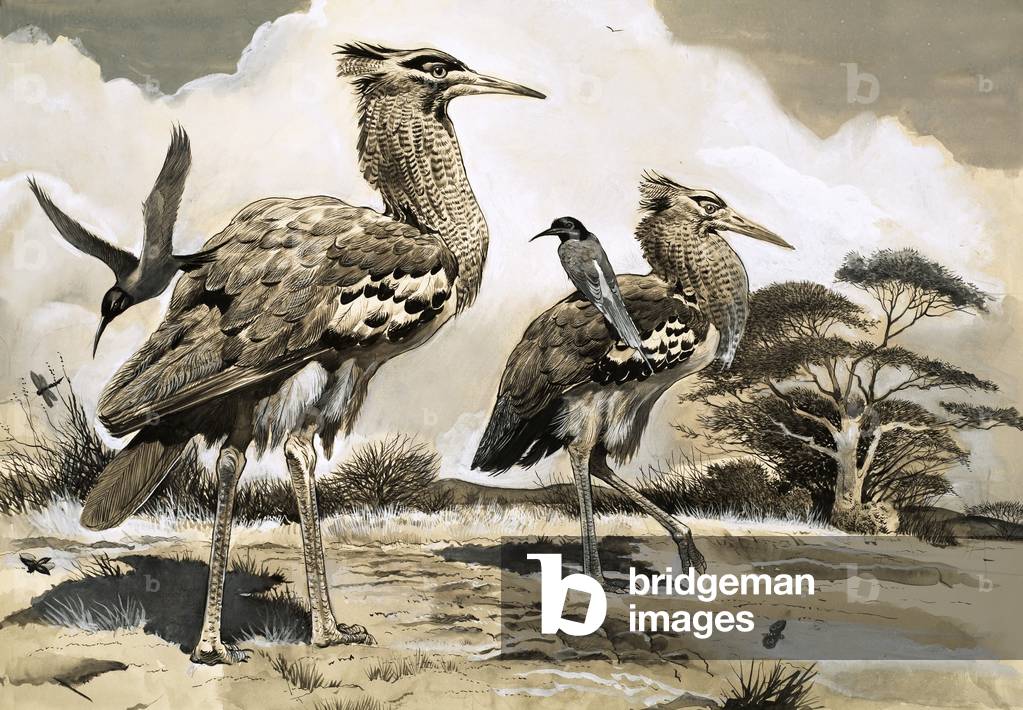 Image of Painting depicting When the bee-eater is looking for a meal, 20th century by English Artist