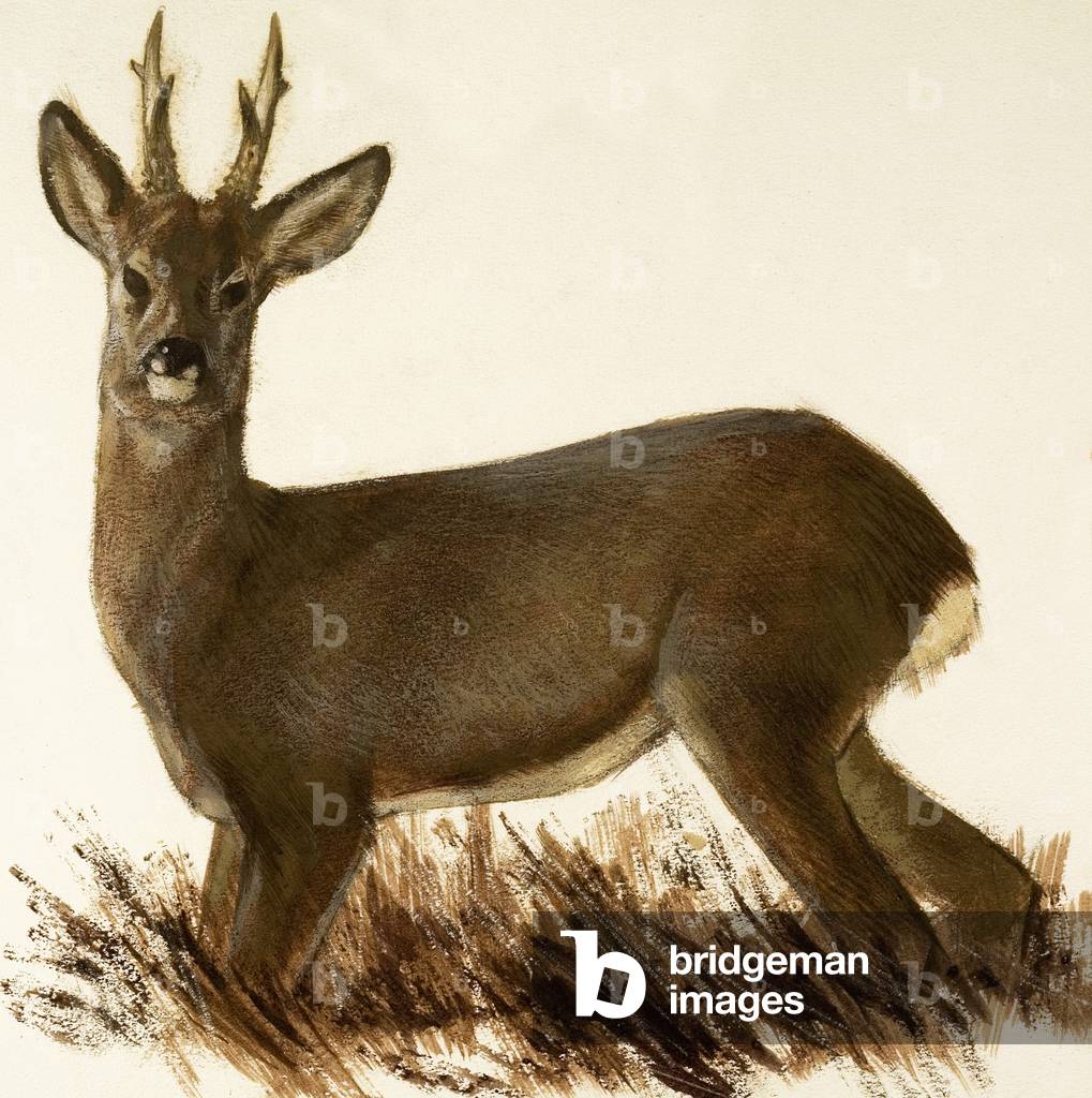 Image of Roe Deer by English School, (20th century)