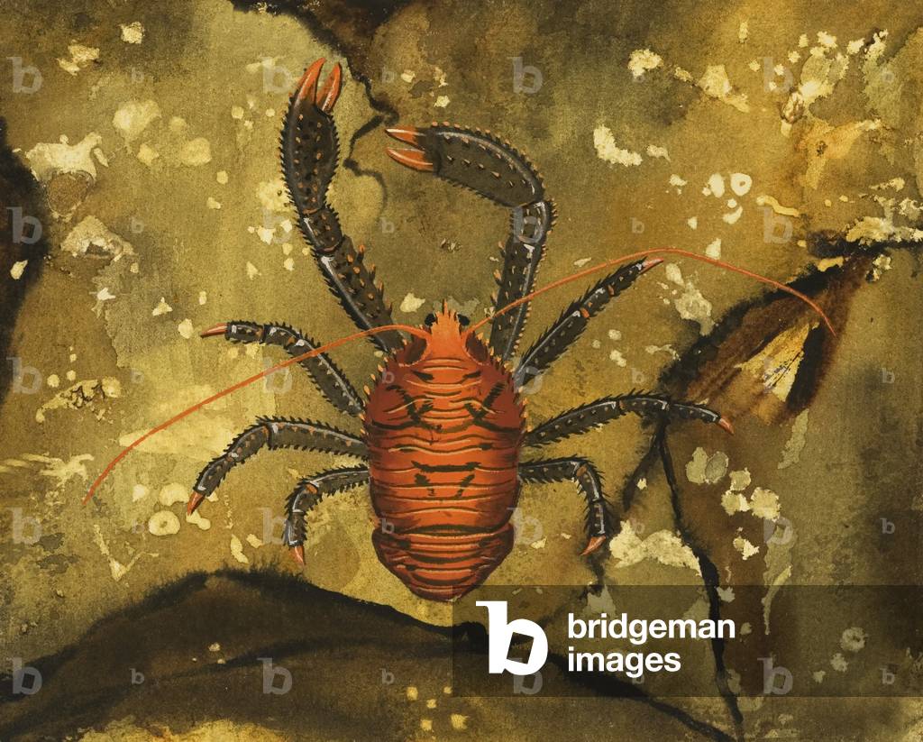 Image de Peinture représentant Crabe, 20th Siècle par English School, b/w