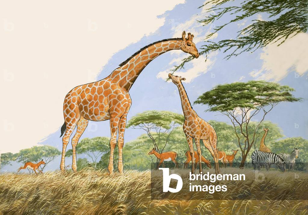 Image de Peinture représentant Nature Wonderland : Thé haut pour la girafe, 20th Siècle par English School