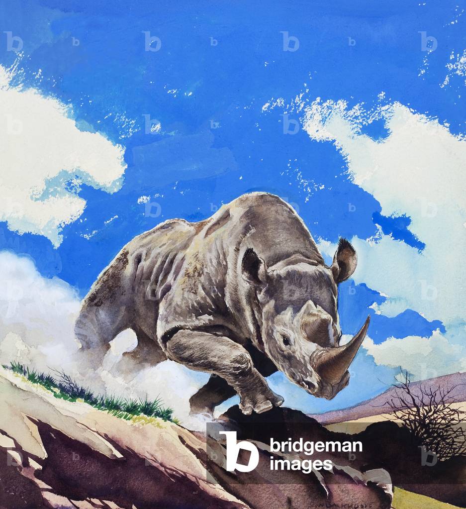 Rhinoceros, 1962 (gouache on paper)