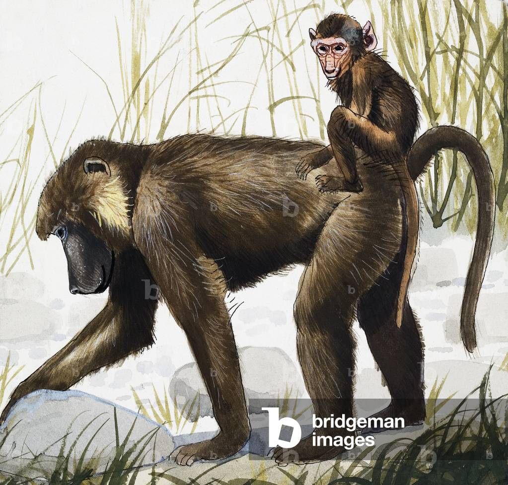 Image de Peinture représentant Ape avec bébé (gouache sur papier), 20th Siècle par English School