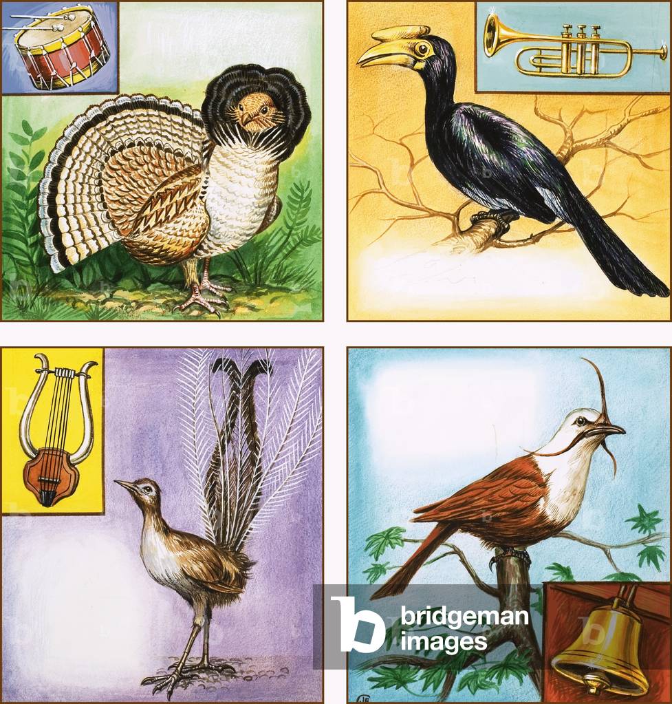 Musical Instrument Birds