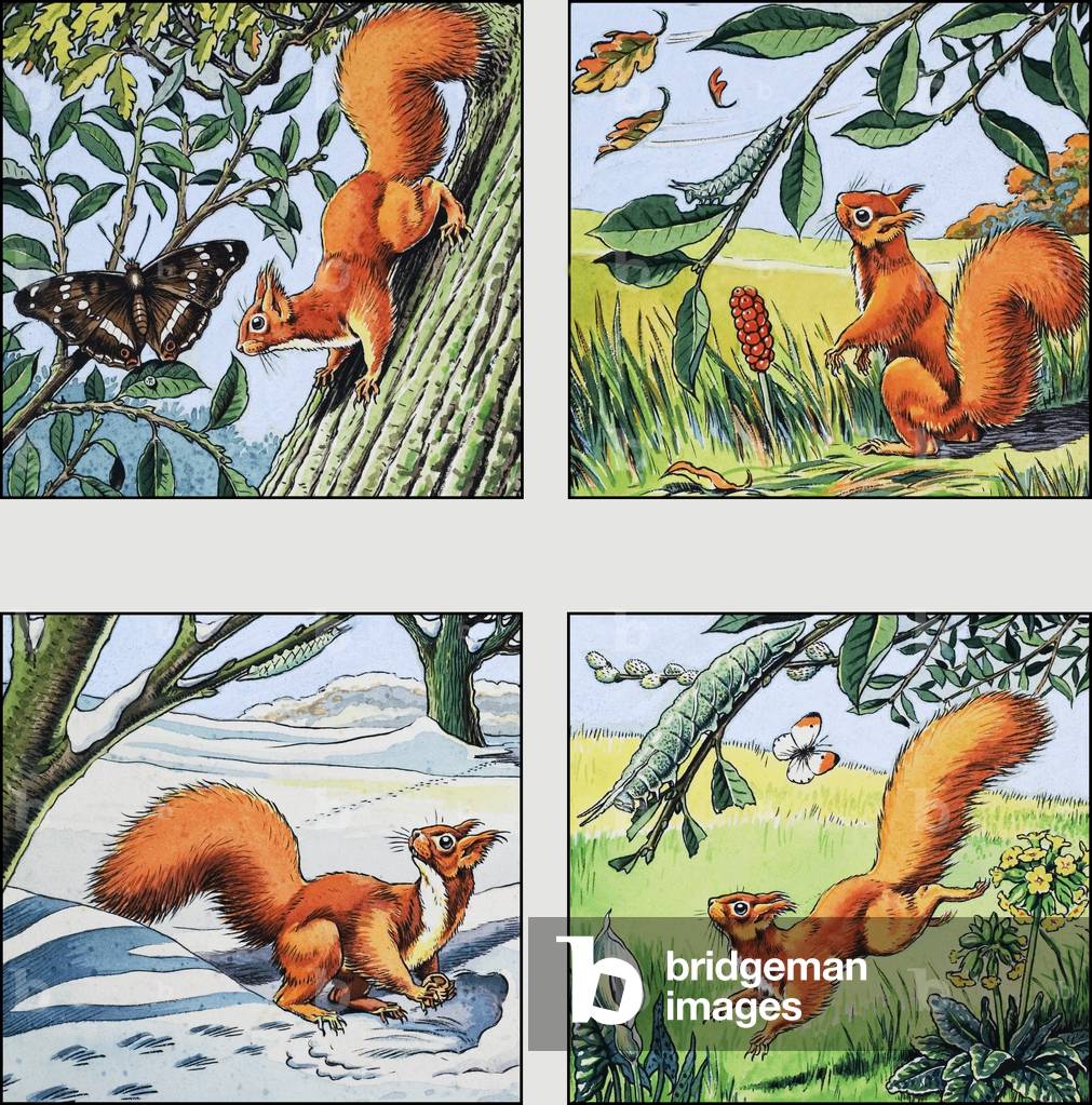 Red Squirrel