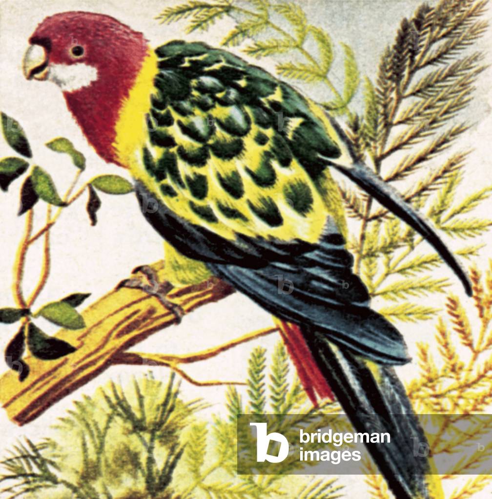 Broad-tailed parrots