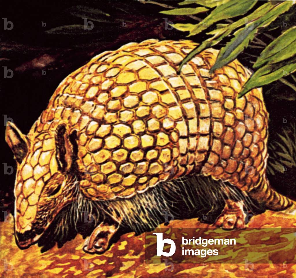 Armadillo