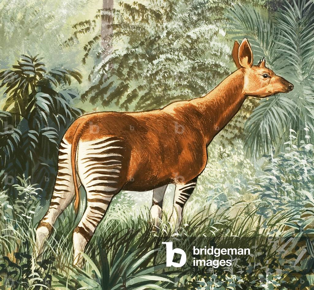 Okapi