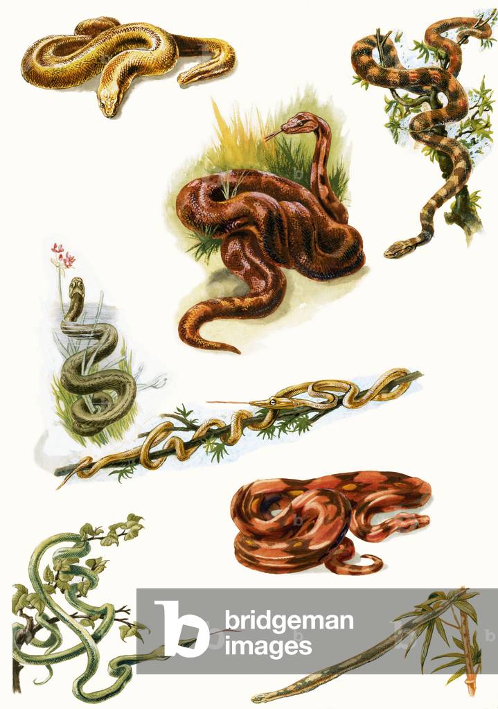 Snakes