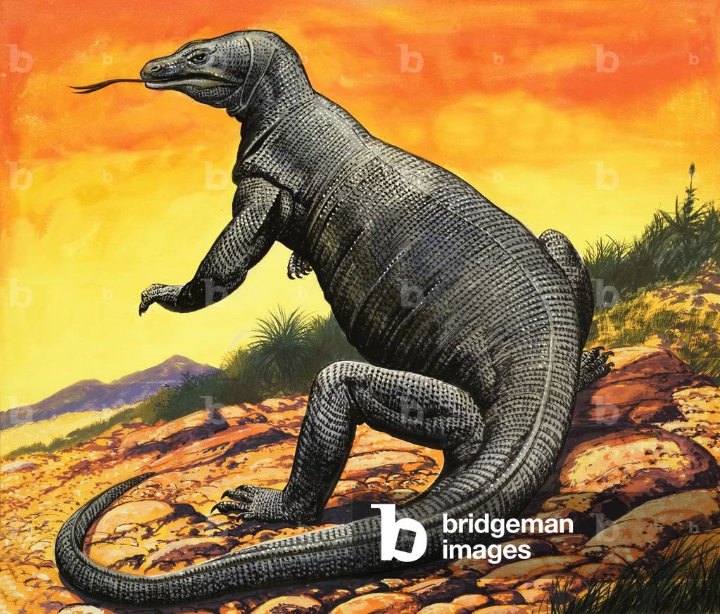 Bild von Gemälde "Komodo Drache", 20. Jahrhundert von English School