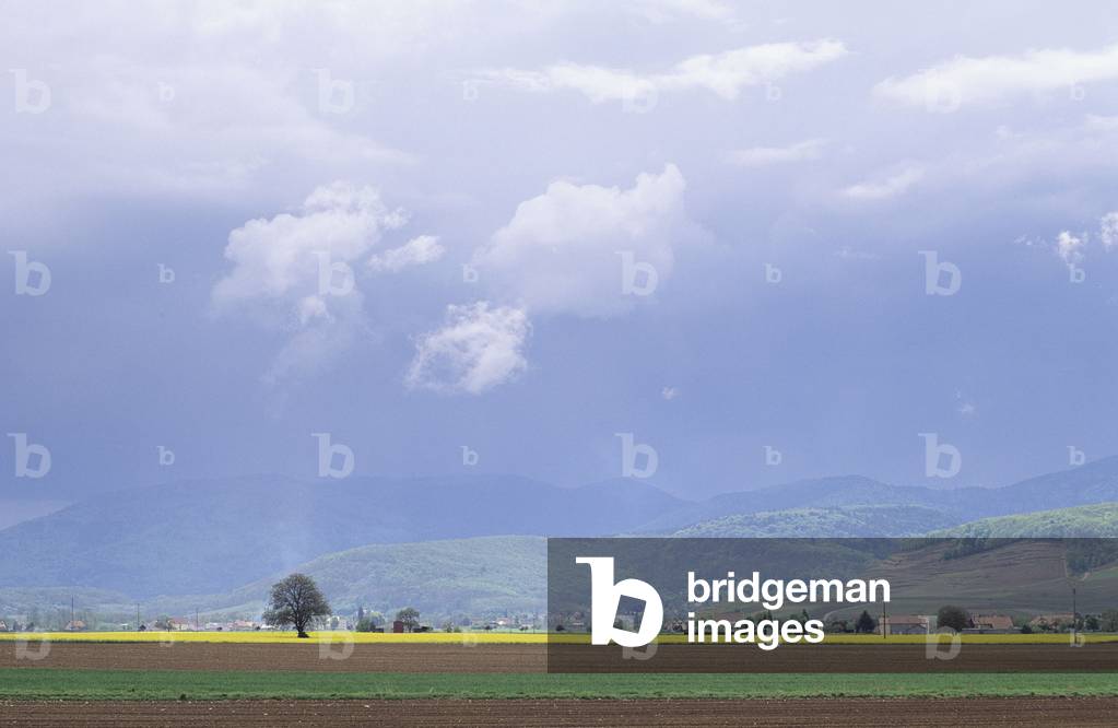 Rural landscape in Guebwiller in the Haut Rhine (Alsace).