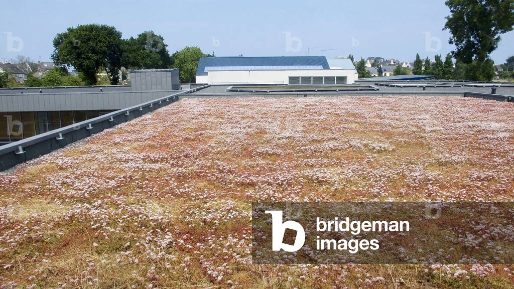 Roof terrace plant, of a school group in Saint Brieuc (Saint-Brieuc) (Cotes d'Armor, Brittany). Architect Charrier, Colleu & Coquard Architects, 2006.