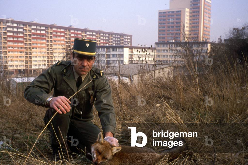Captured Fox