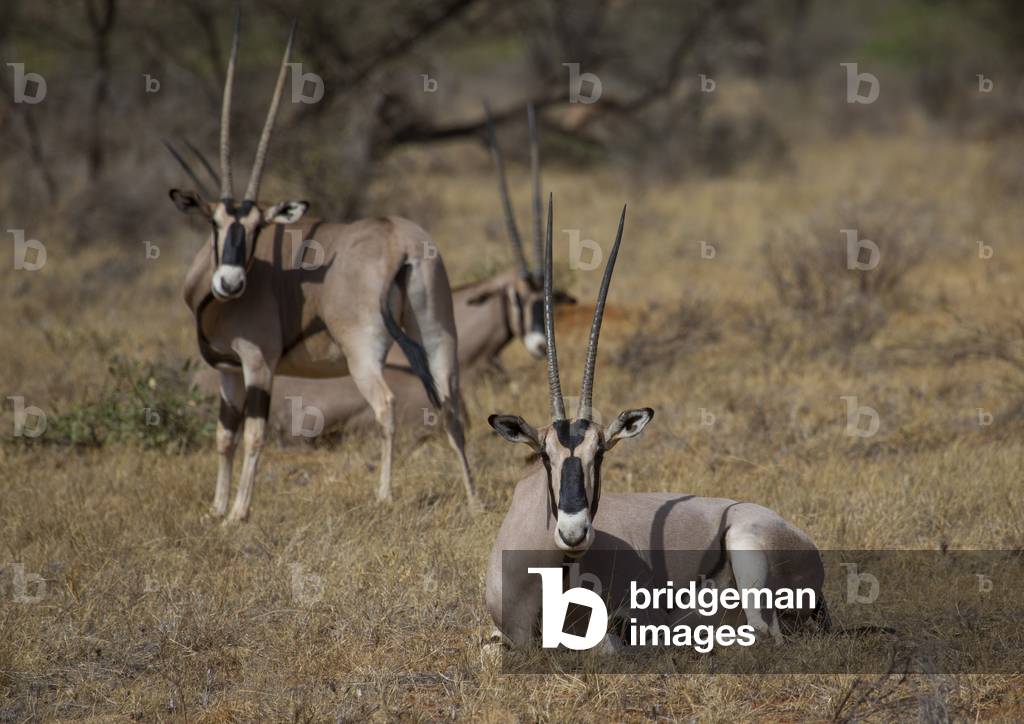Beisa gemsbok (oryx gazella beisa), Samburu county, Samburu national reserve, Kenya, Africa (photo)