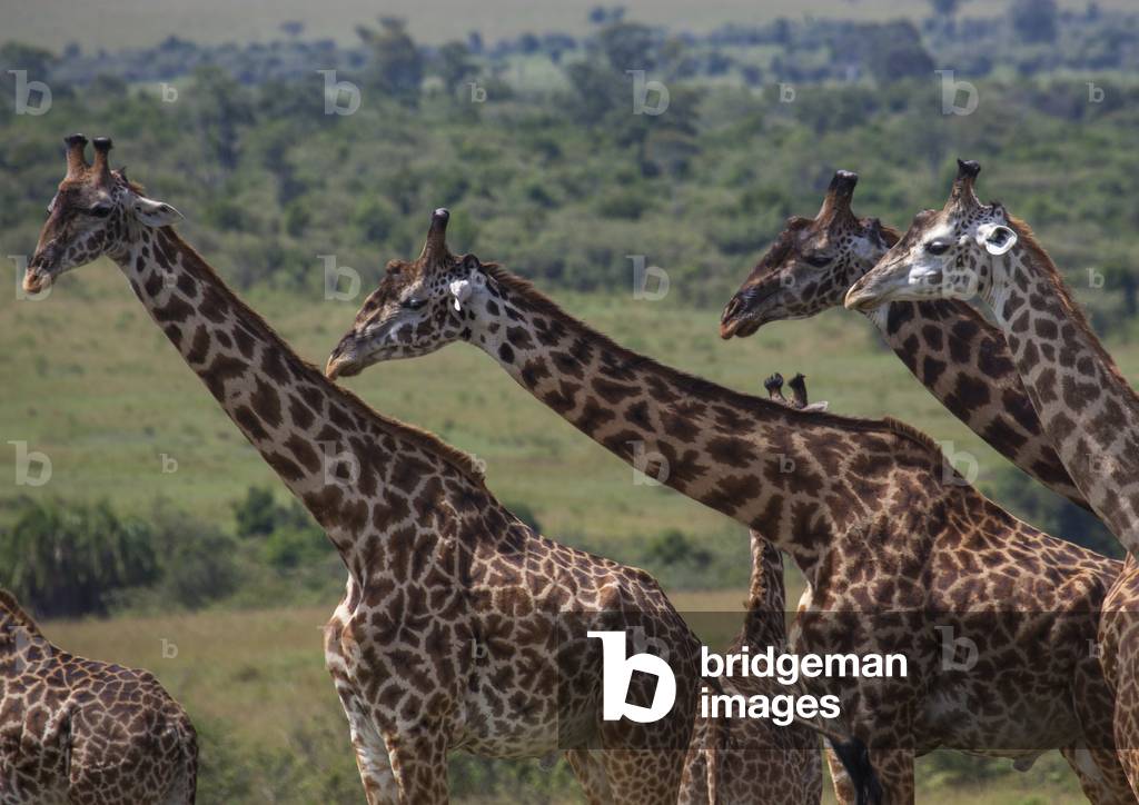 Group of giraffes (giraffa camelopardalis), Rift valley province, Maasai mara, Kenya, Africa (photo)
