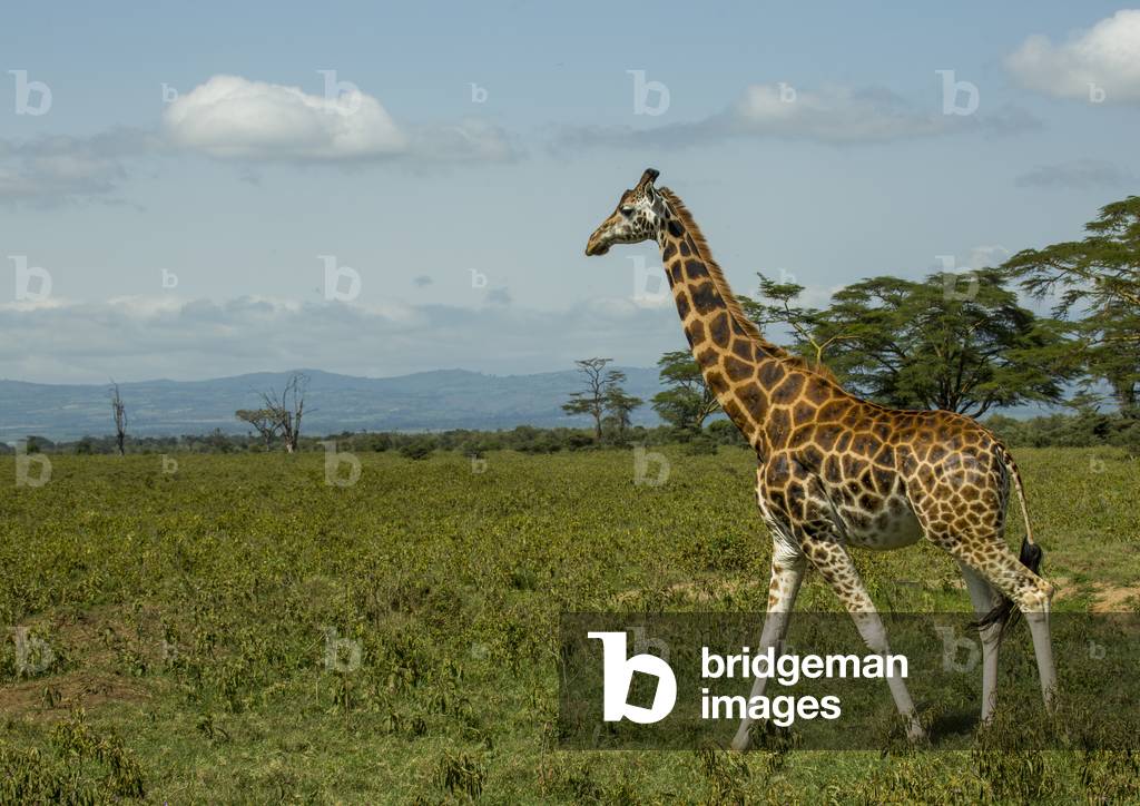 Rothchild's giraffe (giraffa camelopardalis), Nakuru district of the rift valley province, Nakuru, Kenya, Africa (photo)
