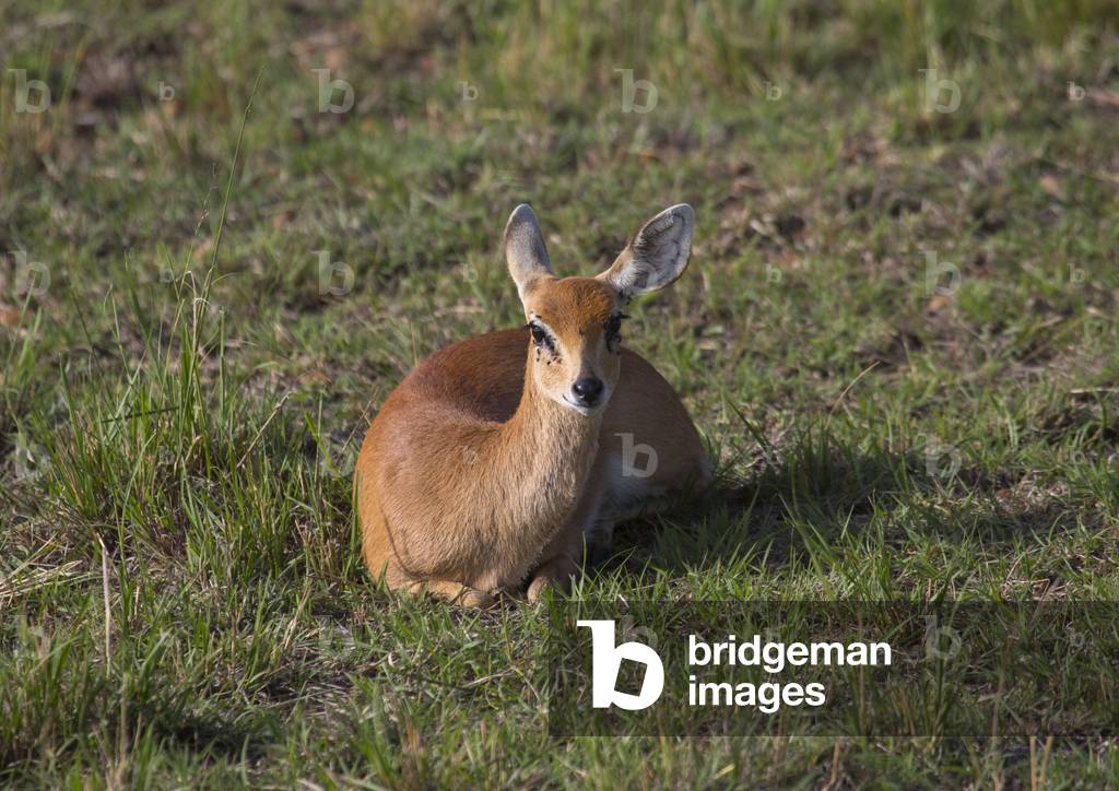 Impala (aepyceros melampus), Rift valley province, Maasai mara, Kenya, Africa (photo)