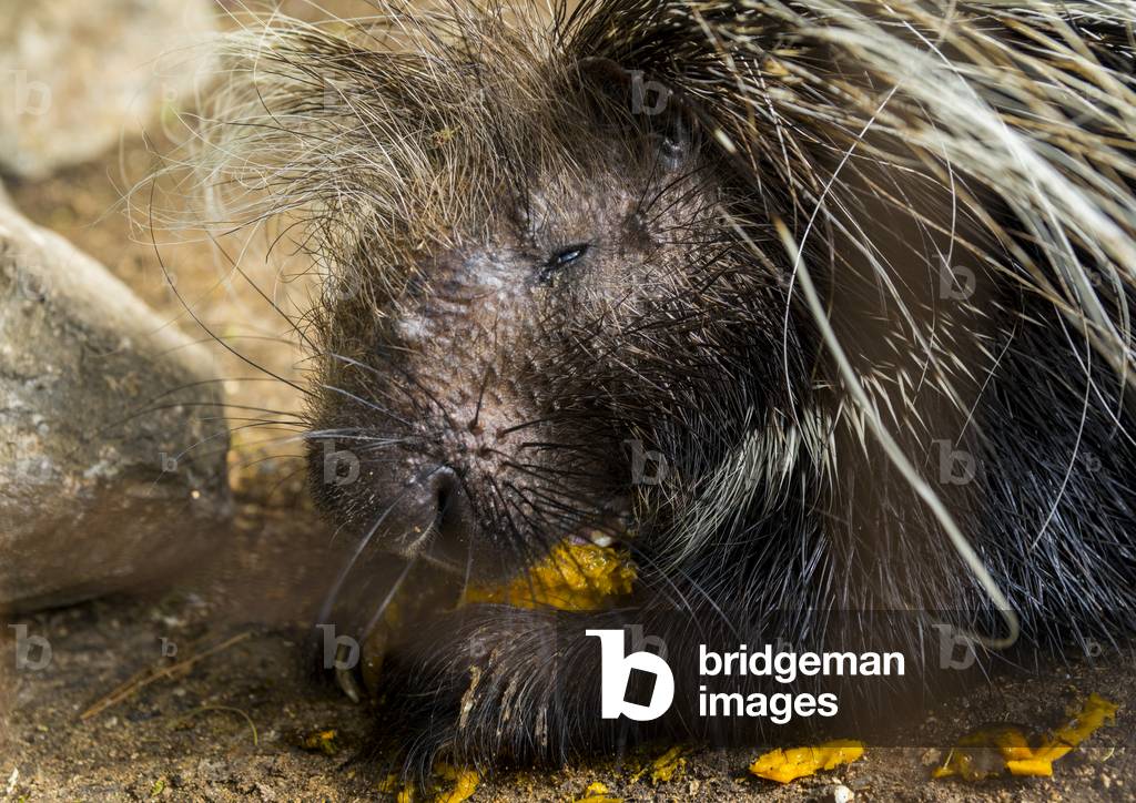 Crested porcupine (hystrix cristata), Laikipia county, Mount Kenya, Africa (photo)