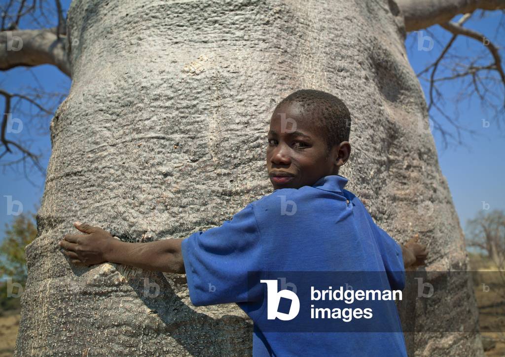 Boy with his Arms on a Baobab Tree, Angola, Africa (photo)