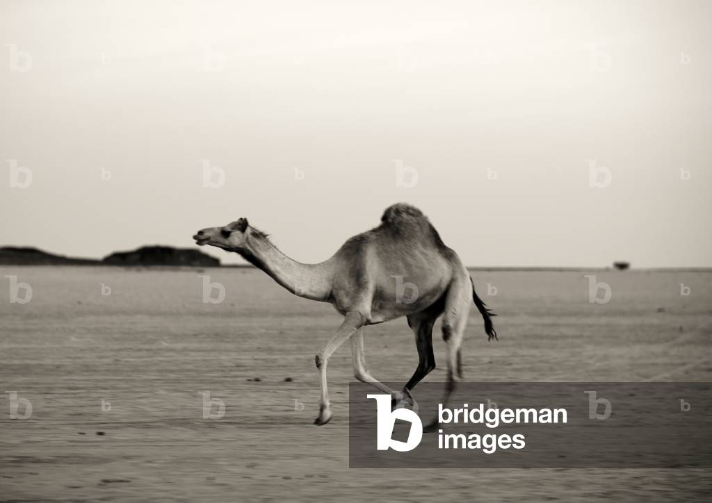 Camel in the Desert, Saudi Arabia (photo)