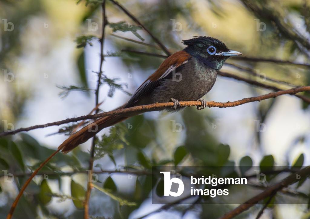 African paradise flycatcher, Baringo county, Lake baringo, Kenya, Africa (photo)