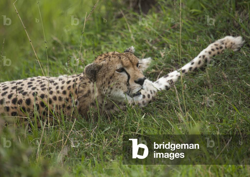 Cheetah (acinonyx jubatus) resting in the grass, Rift valley province, Maasai mara, Kenya, Africa (photo)