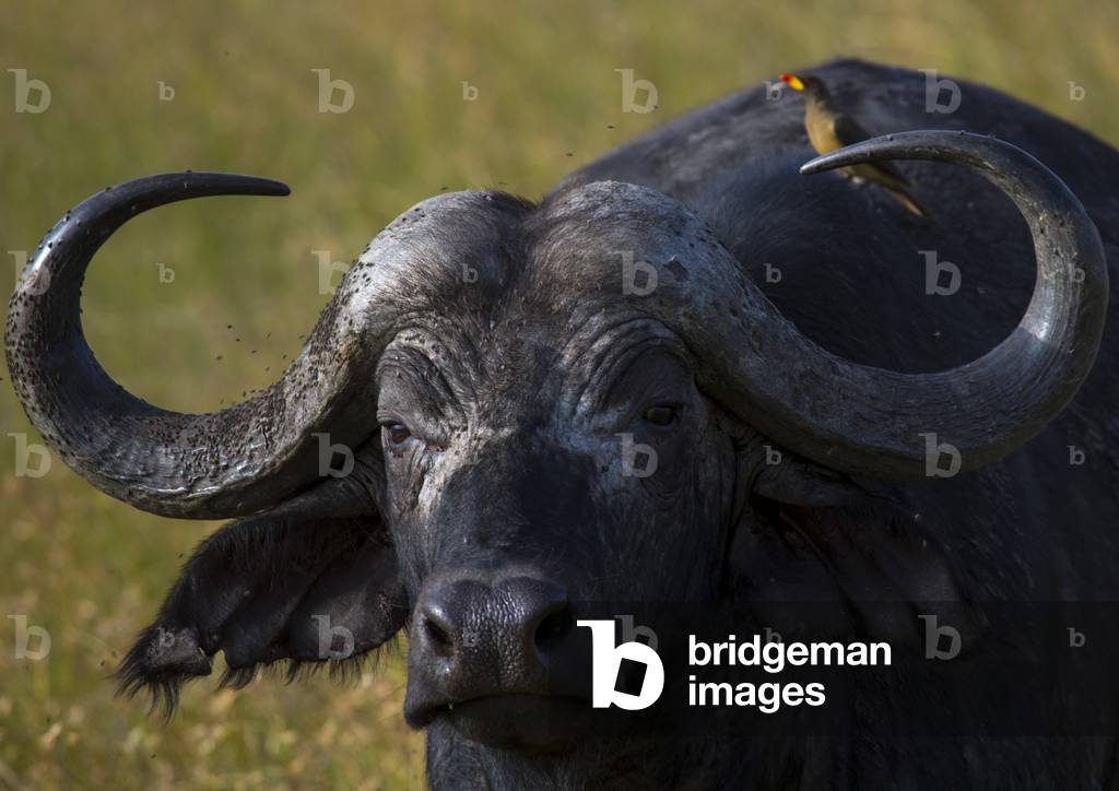 African buffalo (syncerus caffer) in grassland with oxpecker on back, Rift valley province, Maasai mara, Kenya, Africa (photo)