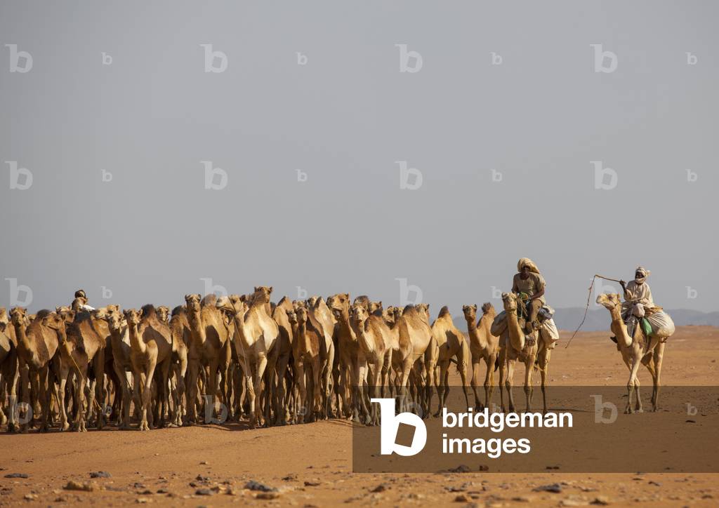 Sudanese Camels Herd Going to Egypt, Dongola, Northern Province, Sudan (photo)