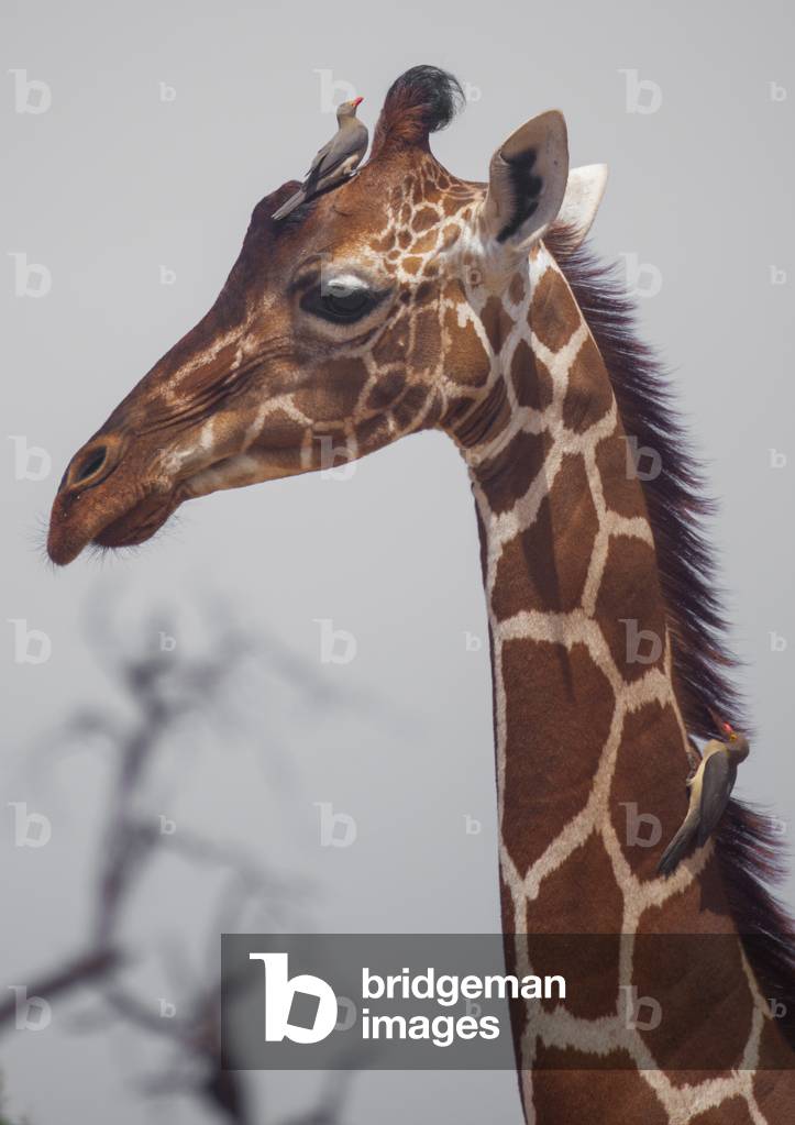 Reticulated giraffe head, Samburu county, Samburu national reserve, Kenya, Africa (photo)