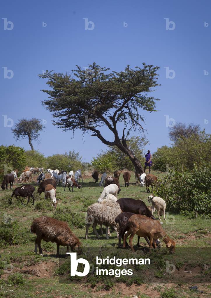 Maasai sheperd with sheeps, Nakuru county, Nakuru, Kenya, Africa (photo)