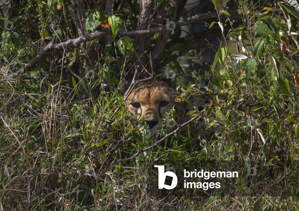 Cheetah (acinonyx jubatus) hiding in the bush, Rift valley province, Maasai mara, Kenya, Africa (photo)