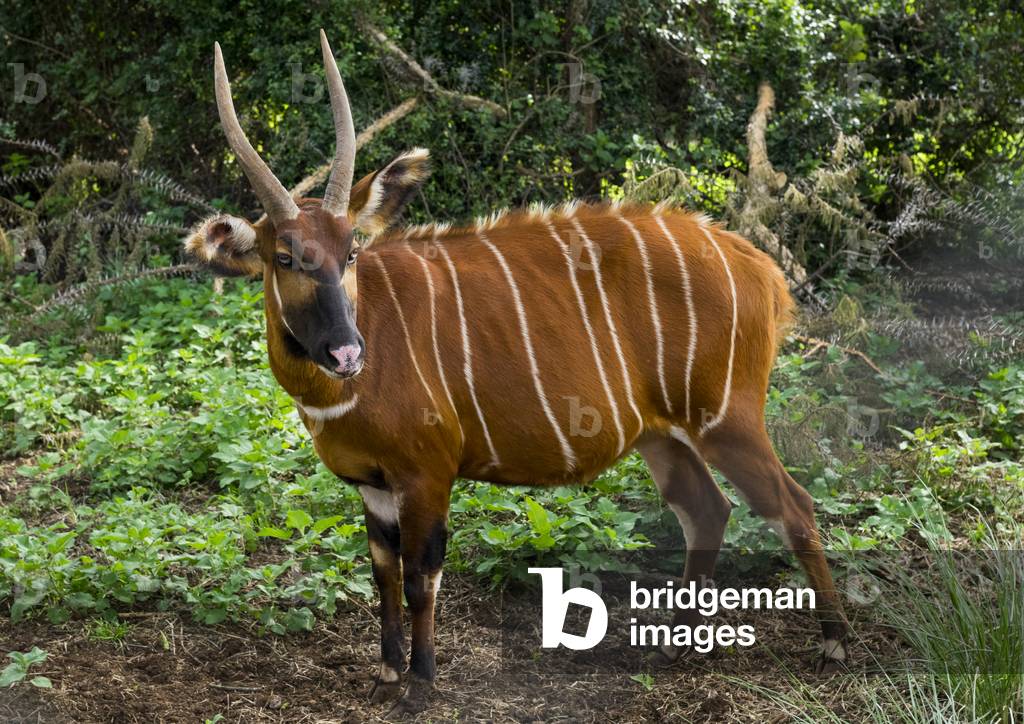 Mountain bongo (tragelaphus eurycerus isaaci) male part of captive breeding program for reintroduction into native habitat, Laikipia county, Mount Kenya, Africa (photo)
