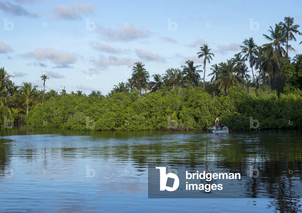 Mangrove on the sea, Lamu county, Matondoni, Kenya, Africa (photo)