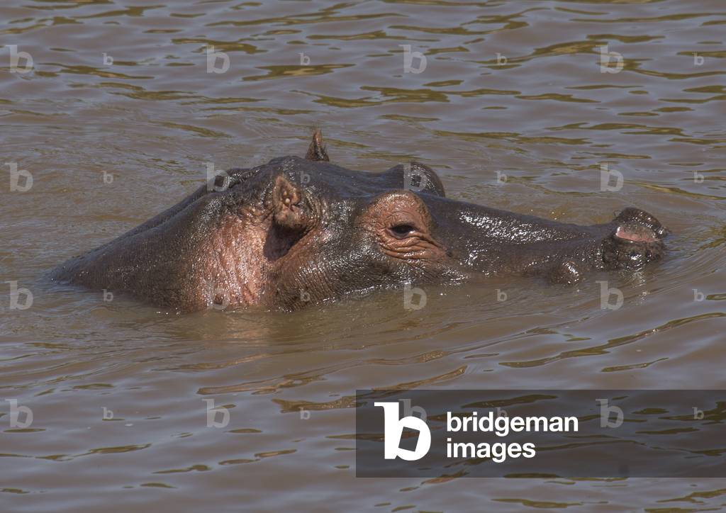 Hippopotamus amphibius in a river, Rift valley province, Maasai mara, Kenya, Africa (photo)