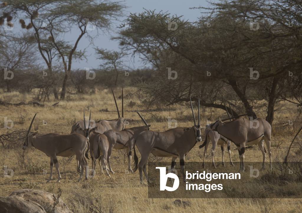 Beisa gemsboks (oryx gazella beisa), Samburu county, Samburu national reserve, Kenya, Africa (photo)