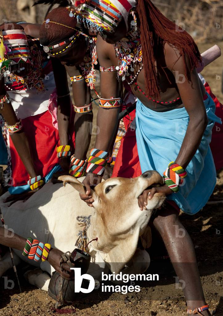 Taking blood from a cow, Samburu tribe Kenya, Africa (photo)