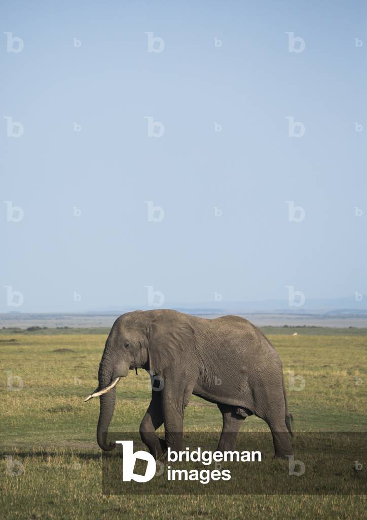 African elephant (loxodonta africana), Rift valley province, Maasai mara, Kenya, Africa (photo)