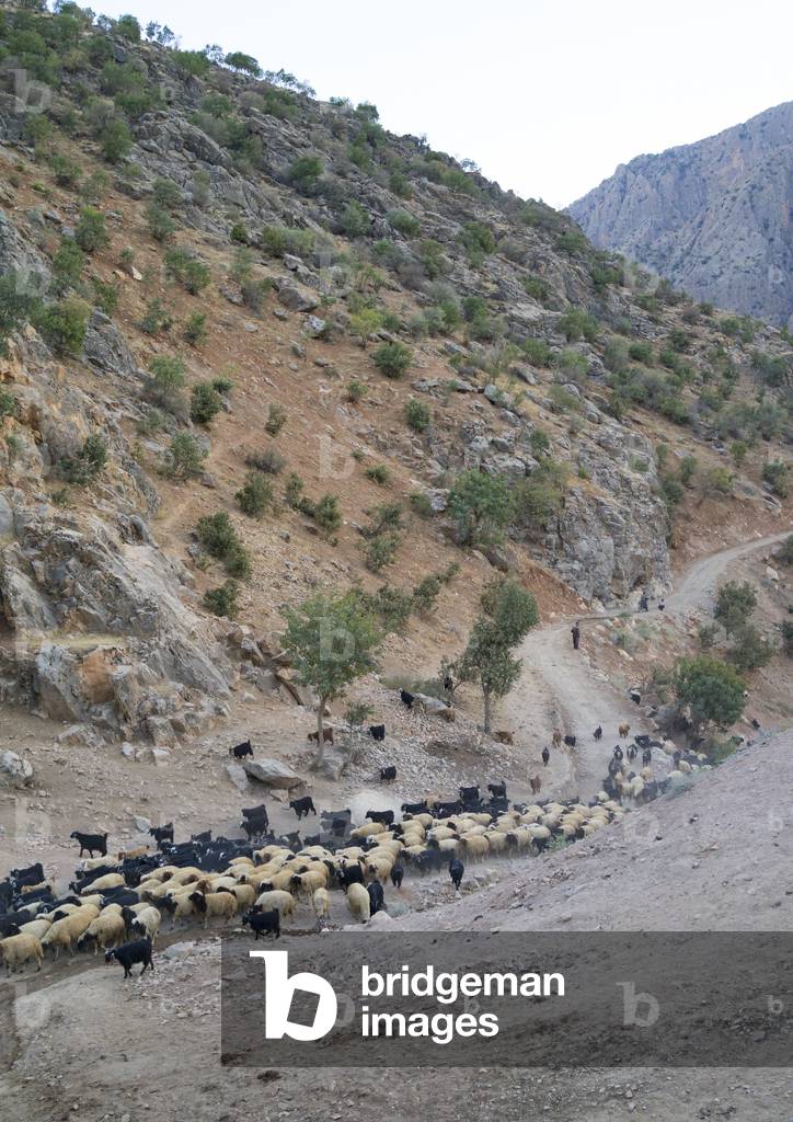 Goats Coming Back From The Mountain, Old Kurdish Village Of Palangan, Iran, 2013 (photo)