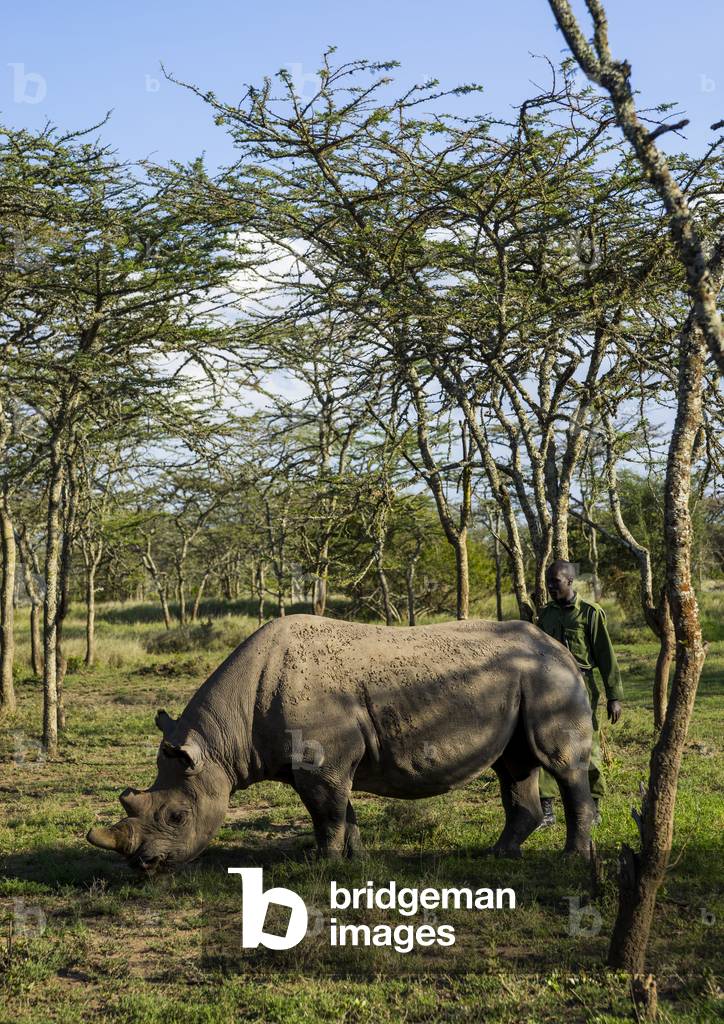 A black rhino (diceros bicornis) eats grass, Laikipia county, Ol pejeta, Kenya, Africa (photo)