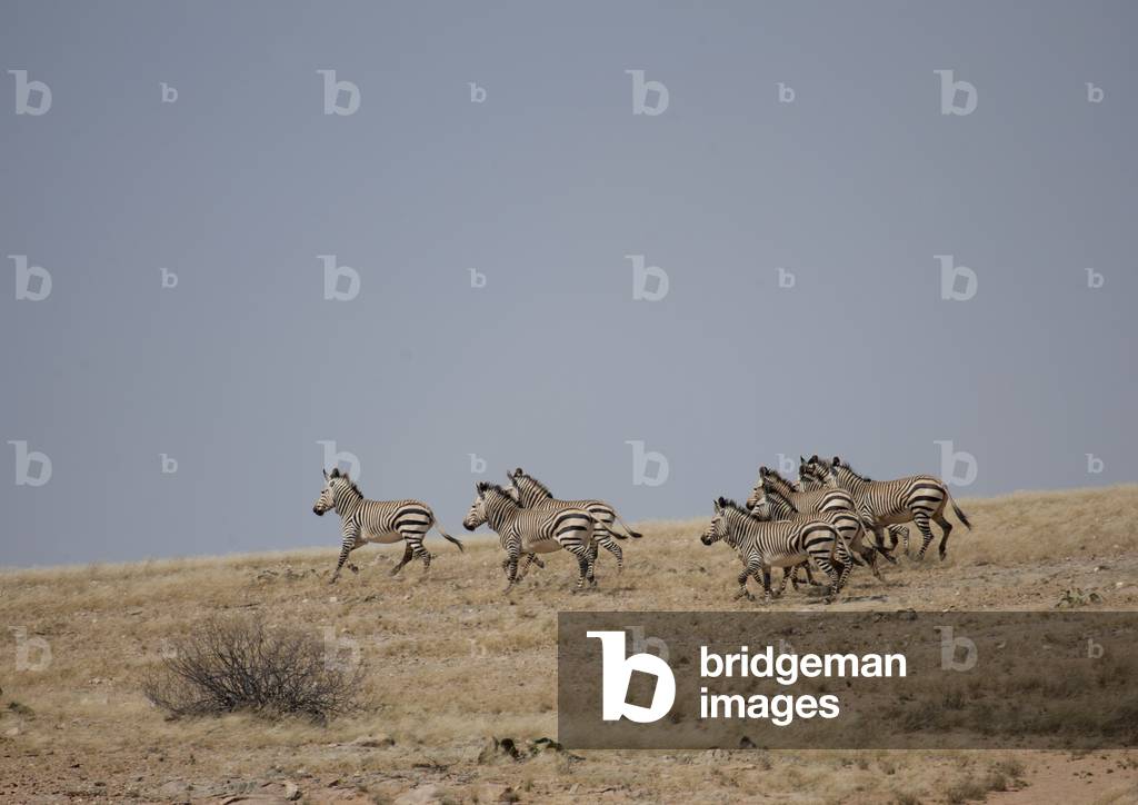 Zebras Galloping in the Namib Desert, Angola, Africa (photo)