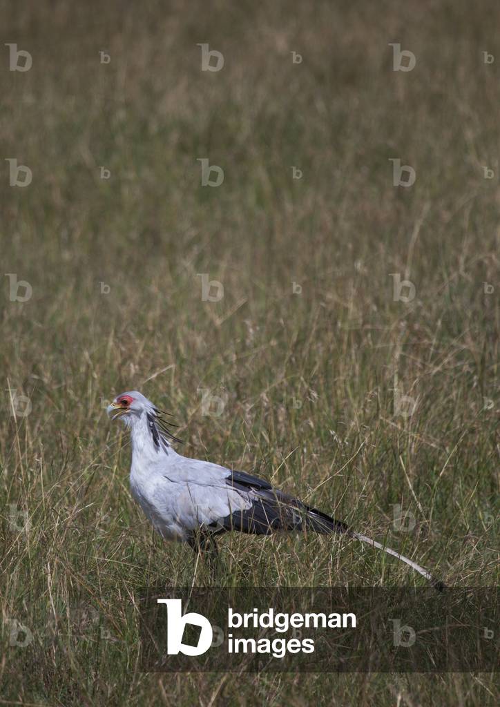 Secretary bird (sagittarius serpentarius), Rift valley province, Maasai mara, Kenya, Africa (photo)