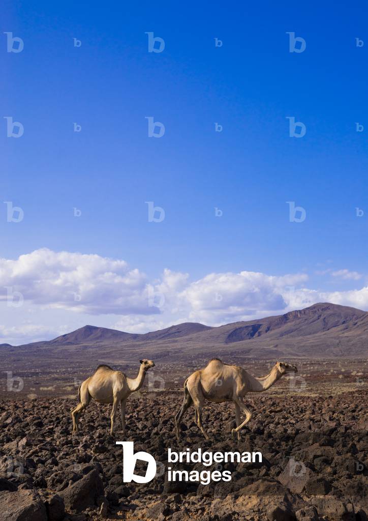 Camel herd on volcanic rocks, Turkana lake, Loiyangalani, Kenya, Africa (photo)