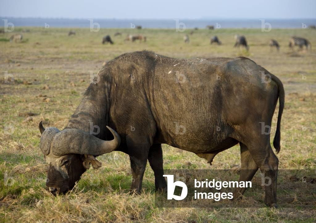 Buffalo, Kenya, Africa (photo)