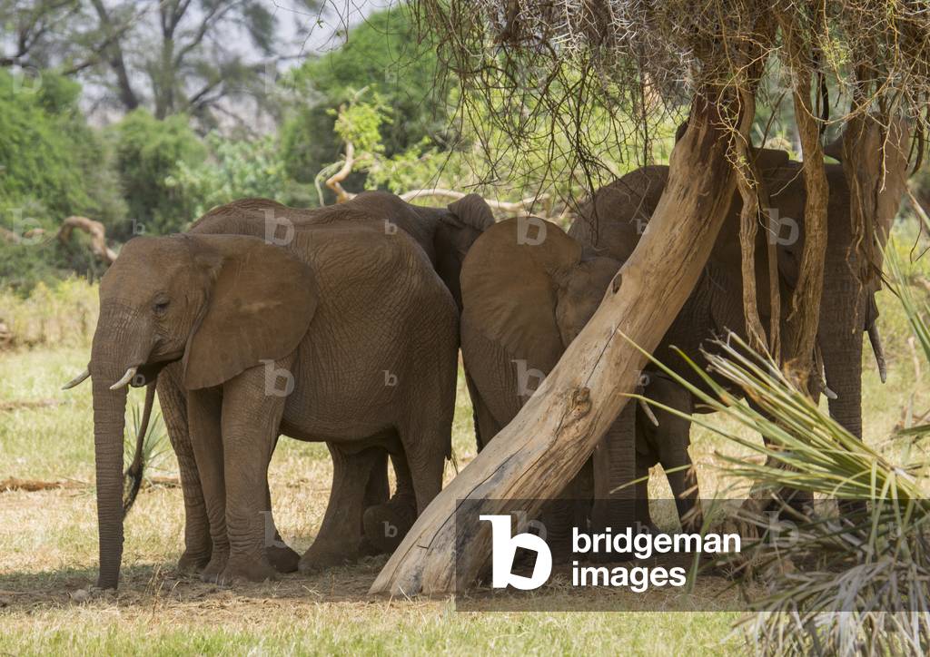 African elephants (loxodonta africana) under a tree, Samburu county, Samburu national reserve, Kenya, Africa (photo)