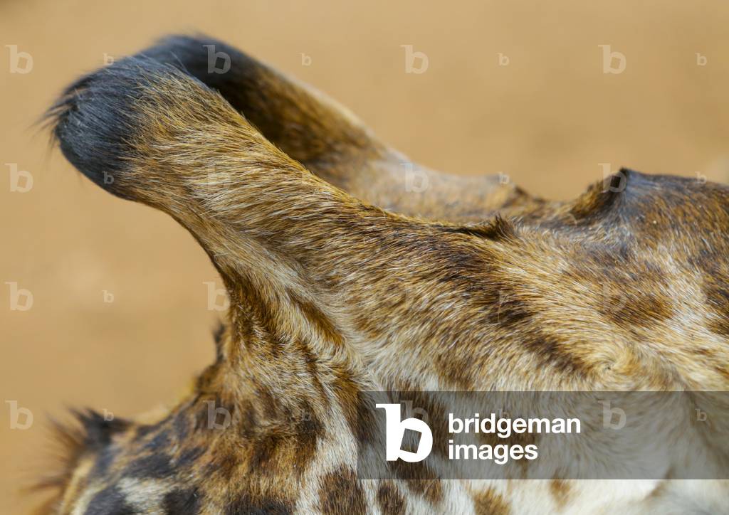 Giraffe (giraffa camelopardalis rothschildi) at giraffe center, Nairobi county, Nairobi, Kenya, Africa (photo)